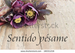 ... card with dark christroses/deepest sympathy/spanish - stock photo