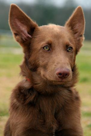 German Shepherd Liver Color
