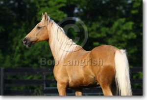 Palomino Marwari Horse