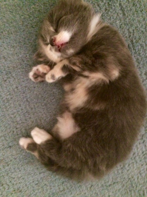 Dilute Calico Cats Rare