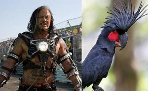 Note: That is not the actual bird featured in the film