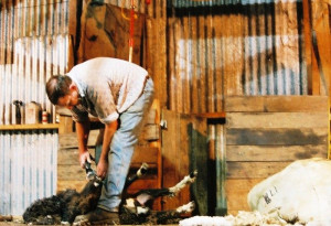 Labor Quotes from Bible, Laborer Sheep Shearing