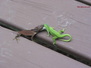 WHEN A LIZARD CAN, WHY CAN'T WE?