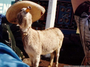 Funny Goat Photos (19 Pics)