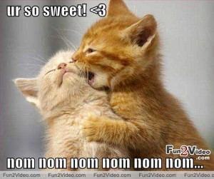 ... the free i love funny funny cats in love 2013 by i love funny cat