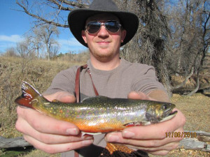 ... : Nebraska TIGER TROUT!!! brook trout, brown trout, rainbow trout