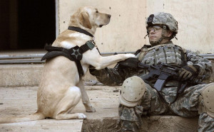 Unsung Heroes – Remembering Military Service Dogs on Memorial Day