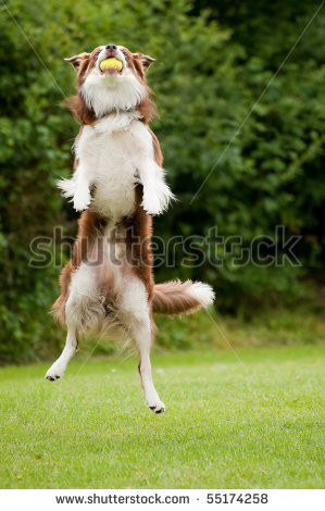 energetic dog catching a tennis ball in mid-air - stock photo