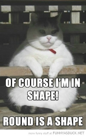 fat cat lolcat animal round is a shape funny pics pictures pic picture ...