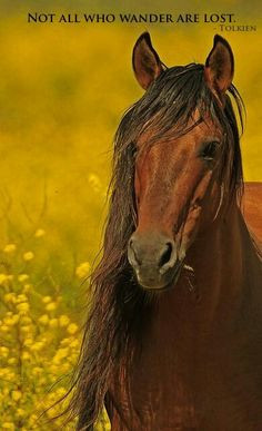 Stunning Horse Picture and Amazing Quote to Pair with It