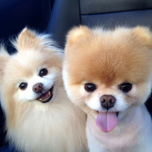Cute Pomeranian Pictures