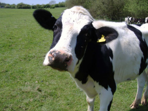 ... milk producing cows each cow wears a yellow id tag in their her ear