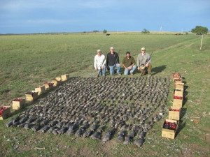 Related to Argentina Dove Hunting Bird Hunting In Argentina David