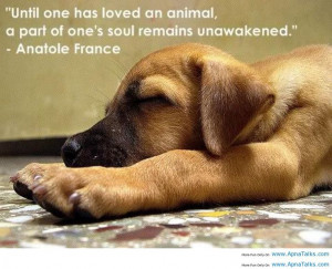 dog is child sayings | Anatole France Dog Funny dog on bed rest funny ...