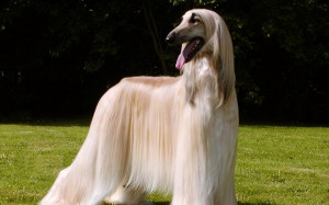 long haired dog breeds1