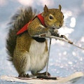 What if a squirrel bites you while water skiing?