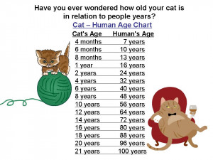 ... You Ever Wondered How Old Your Cat Is In Relation To People Years