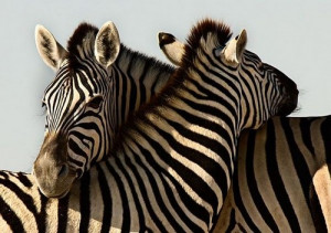 jpg img ride zebra ride xd i love zebras 3