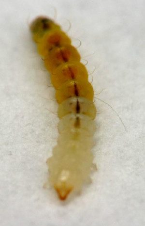 Yuck The Aspen Leaf Miner