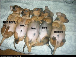 Everyone sing the wiener dog song