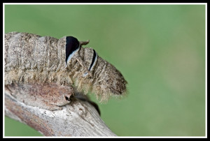 Thread: Gum Snout Moth ( Caterpillar )