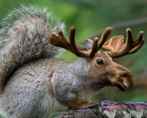 pictures/funny-animal-pictures/funny-squirrel-pictures/moose-squirrel ...