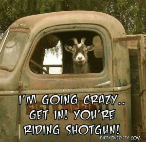 ... Quotes, Riding Shotguns, Crazy, Funny, Letting Going, Funnies Stuff