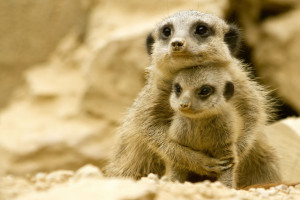 Meerkat momma snuggles her baby. “Youth fades; love droops, the ...