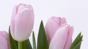 Download Pink tulips 1920x1080 Wallpaper