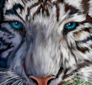 White Tigers With Blue Eyes,tiger, tigers, tiger picture, bengal tiger ...