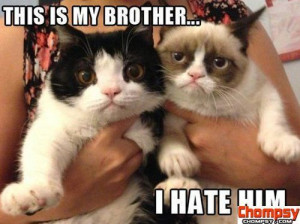 grumpy cats
