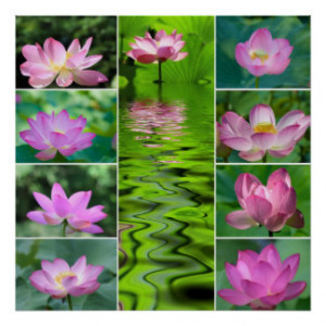 Pink lotuses collage poster
