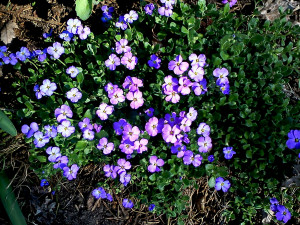 Lost. The identifying marker for this low-to-the-ground perennial, so ...