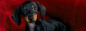 Dachshund Puppy facebook profile cover