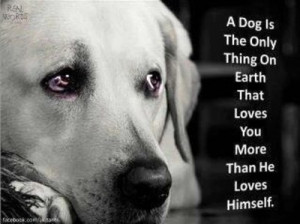 Dogs are incredibly loyal, brave, and kind - there's a reason they are ...