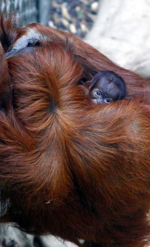 ... , Baby Animal, Mothers Protection, Orangutans Emma, Baby Orangutans