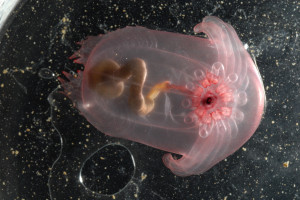 ... UH... LOOK @ The PICTURES of The Most Bizarre Deep-Sea Creatures
