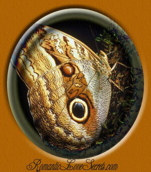 Cocoon Butterfly Quotes...