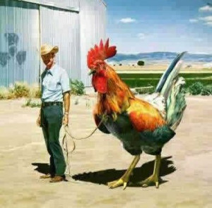 Funny Roosters New Images/Photos 2012