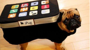 25-crazy-pet-costumes-that-put-yours-to-shame-9450d218ae