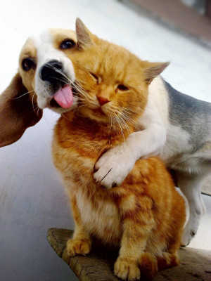Lovely photo of a dog and a cat together, being an awesome friends