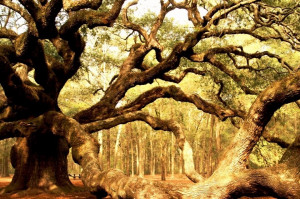 TRUE LOVE Awaits You Beneath an Old Oak Tree (Part 3)