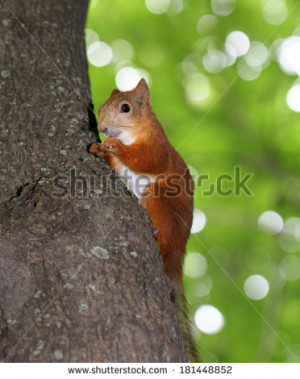 Funny cartoon of a squirrel eating a nut - stock photo