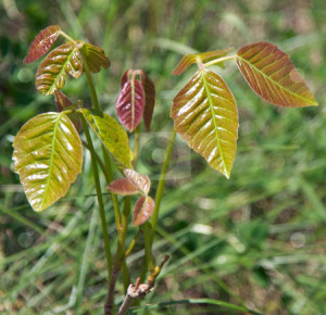 pictures of poison ivy plant. #801075915 Poison Ivy Plant
