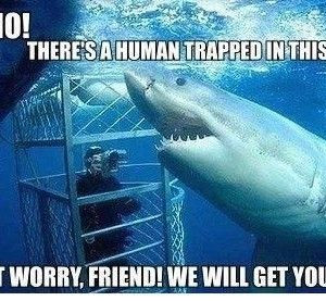Funny Quotes about Sharks