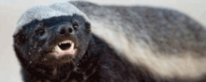 Honey Badger” featuring Randall from a series of comical wildlife ...