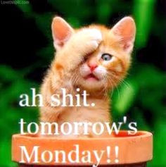 Tomorrow Is Monday Funny Quotes Tomorrow's monday !