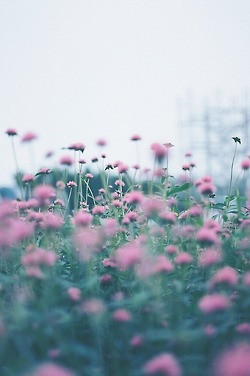 ... Grunge green flower flowers field pink purple nature freedom l garden