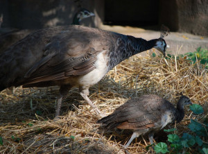 Mother Peacock with Babies