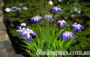 ... this Seed Happiness Shared The Flower John Harrigan Happygumbo picture